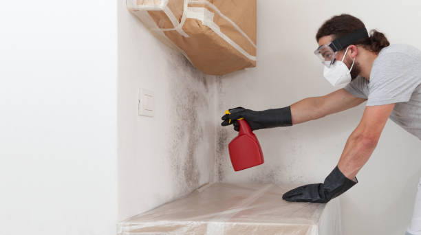 Professional Mold Cleanup technician working in Fairview, NJ