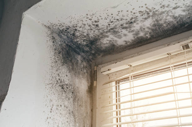 Affordable Mold Cleanup solutions in Fairview, NJ